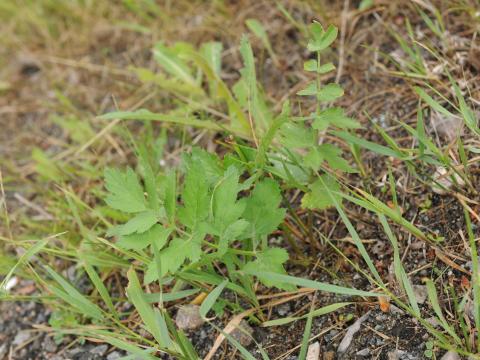 Panais sauvage (Pastinaca sativa)_10