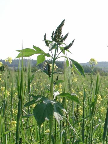 Grande herbe à poux (Ambrosia trifida)_2