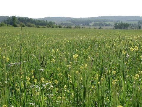 Grande herbe à poux (Ambrosia trifida)_4