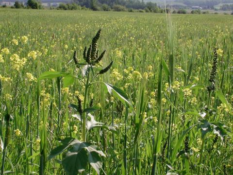 Grande herbe à poux (Ambrosia trifida)_5