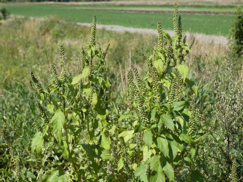 Grande herbe à poux (Ambrosia trifida)_8