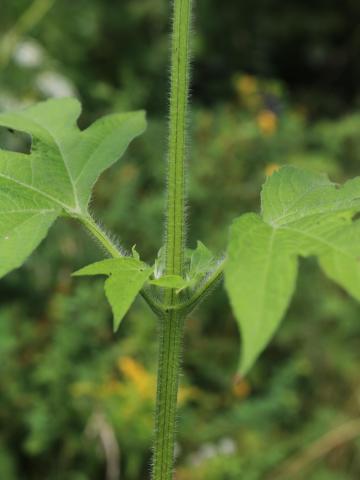 Grande herbe à poux (Ambrosia trifida)_15