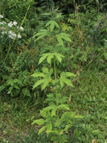 Grande herbe à poux (Ambrosia trifida)_16