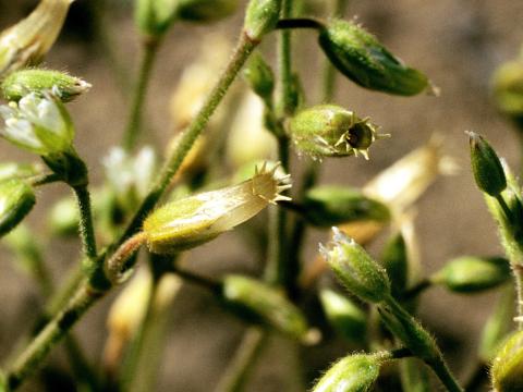 Céraiste vulgaire(Cerastium fontanum)_1