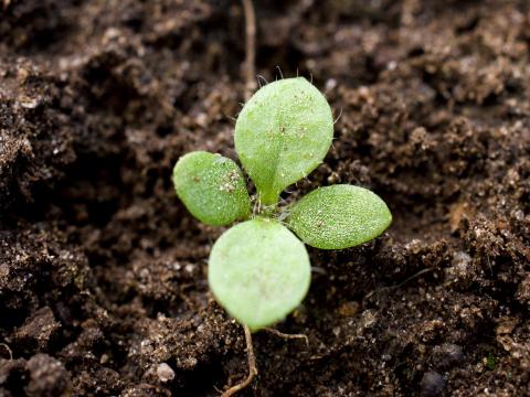 Céraiste vulgaire(Cerastium fontanum)_7