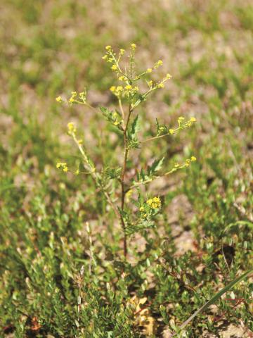 Rorippe marais (Rorippa palustris)_6