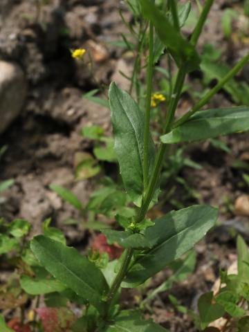 Tabouret des champs (Thlaspi arvense)_11