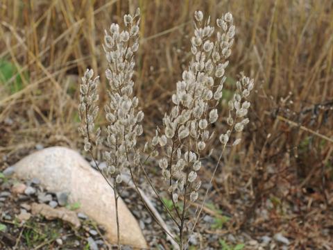 Tabouret des champs (Thlaspi arvense)_15