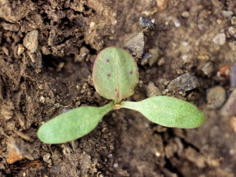 Patience crépue (Rumex crispus)_1