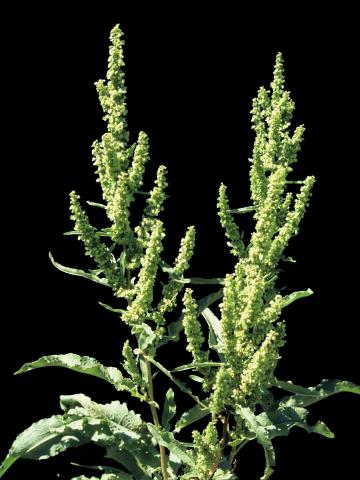 Patience crépue (Rumex crispus)_5