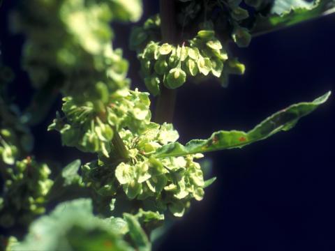 Patience crépue (Rumex crispus)_8