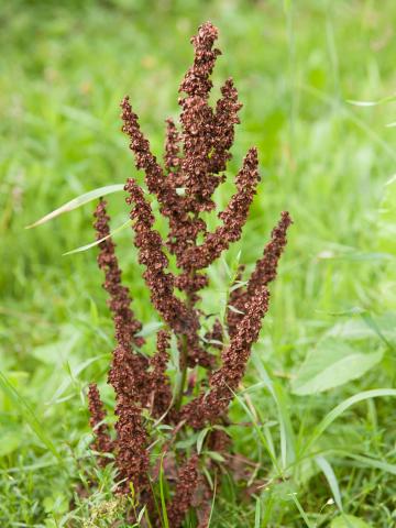 Patience crépue (Rumex crispus)_9