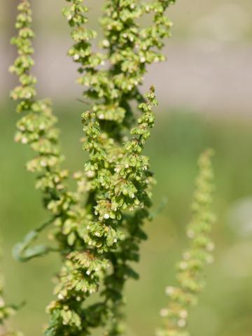 Patience crépue (Rumex crispus)_12