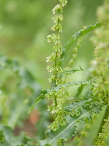 Patience crépue (Rumex crispus)_13