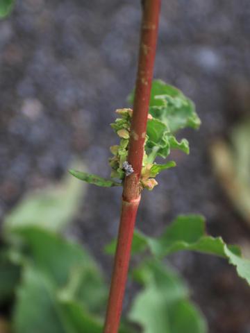 Patience crépue (Rumex crispus)_19