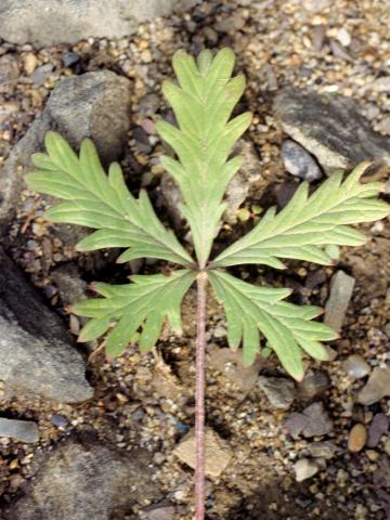 Potentille dressée (Potentilla recta)_1