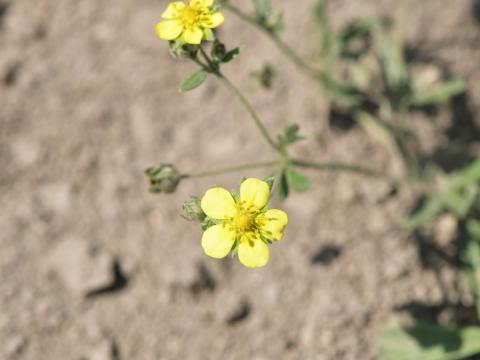 Potentille dressée (Potentilla recta)_5