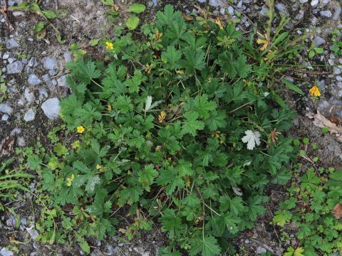 Potentille dressée (Potentilla recta)_10