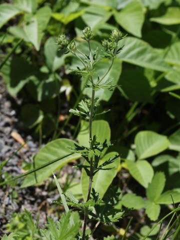 Potentille dressée (Potentilla recta)_13