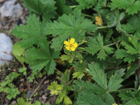 Potentille dressée (Potentilla recta)_14