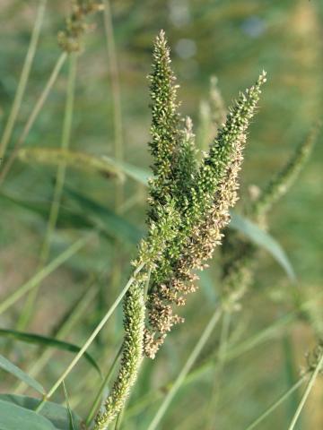 Sétaire verticillée (Setaria verticillata)_1