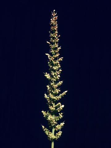 Sétaire verticillée (Setaria verticillata)_2