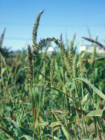 Sétaire verticillée (Setaria verticillata)_3