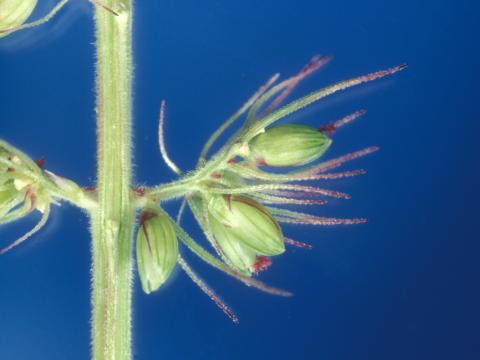 Sétaire verticillée (Setaria verticillata)_4