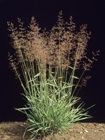 Agrostide blanche(Agrostis gigantea)_1