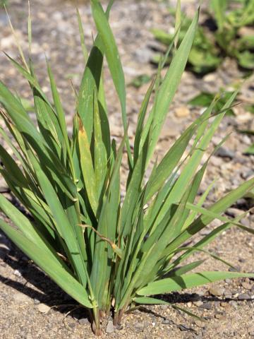 Agrostide blanche(Agrostis gigantea)_3