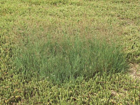 Agrostide blanche(Agrostis gigantea)_7