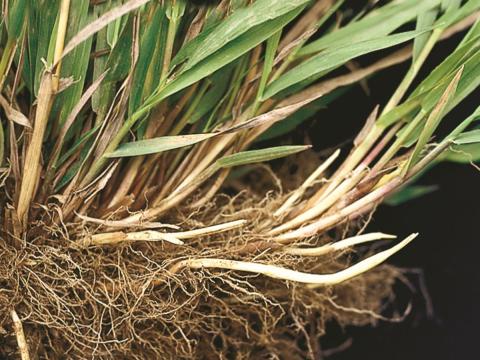 Agrostide blanche(Agrostis gigantea)_9