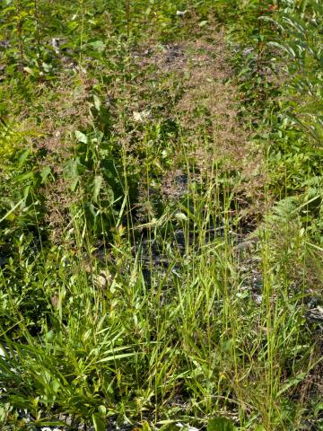 Agrostide blanche(Agrostis gigantea)_10