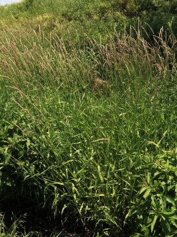 Alpiste roseau(Phalaris arundinacea)_11