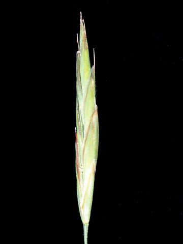 Brome inerme(Bromus inermis)_8