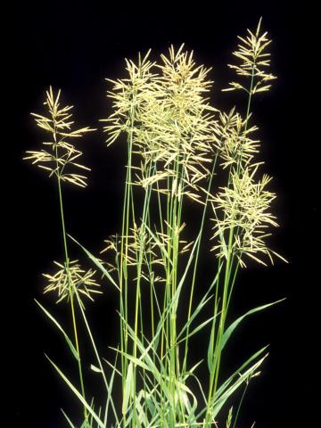 Brome inerme(Bromus inermis)_9