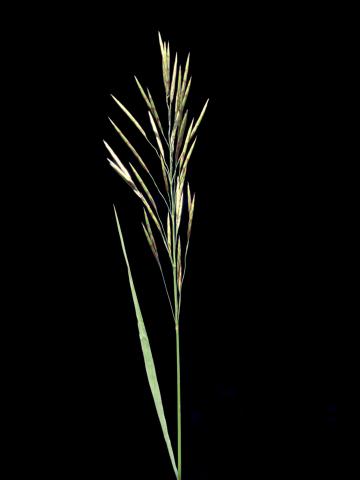 Brome inerme(Bromus inermis)_10