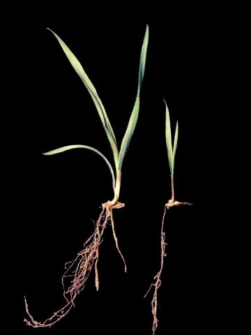 Brome inerme(Bromus inermis)_12