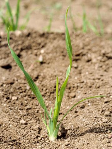 Dactyle pelotonné(Dactylis glomerata)_1