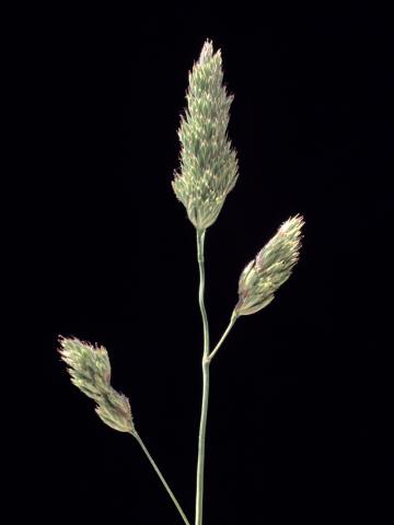 Dactyle pelotonné(Dactylis glomerata)_7