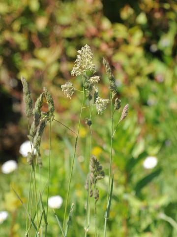 Dactyle pelotonné(Dactylis glomerata)_15