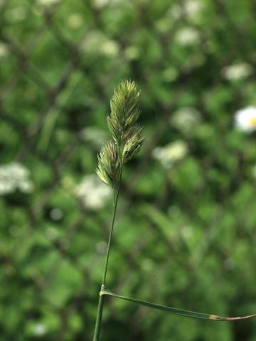 Dactyle pelotonné(Dactylis glomerata)_16