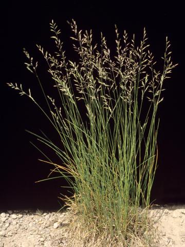 Fétuque rouge (Festuca rubra)_1