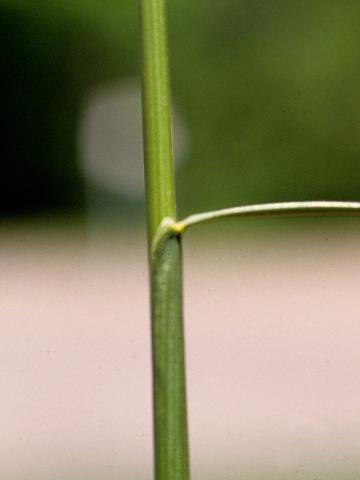 Fétuque rouge (Festuca rubra)_5