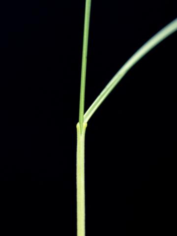 Fétuque rouge (Festuca rubra)_6