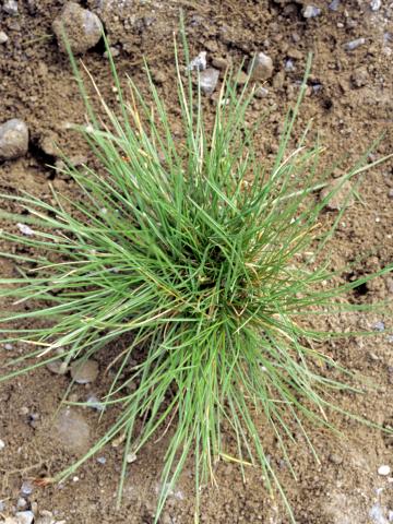 Fétuque rouge (Festuca rubra)_8