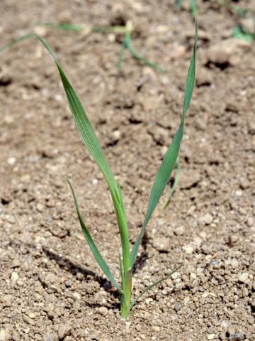 Fléole des prés (Phleum pratense)_1