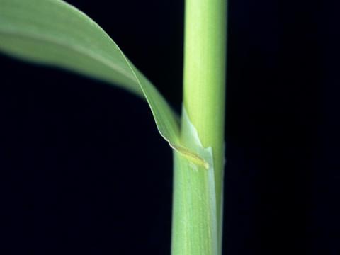 Fléole des prés (Phleum pratense)_2