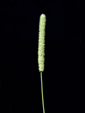 Fléole des prés (Phleum pratense)_7