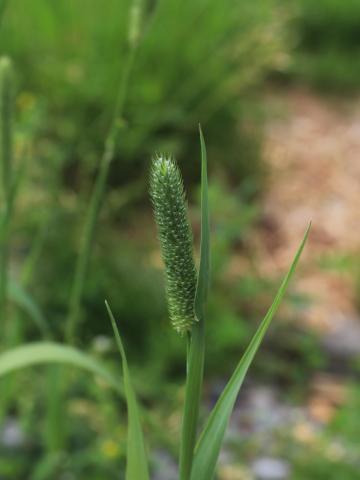 Fléole des prés (Phleum pratense)_12